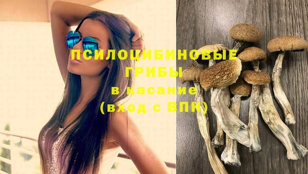 прущие грибы Покров